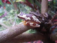 Clown tree frog